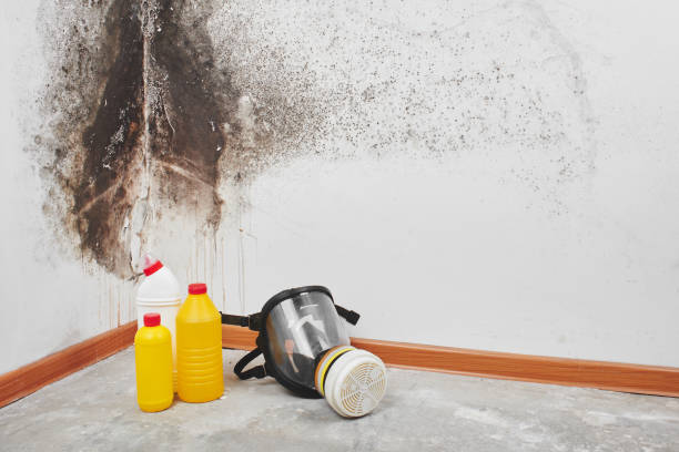 Mold Removal Process in Coker, AL