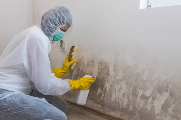 Office Mold Removal Services in Coker, AL