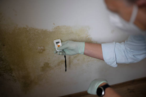 Best Fast Mold Removal  in Coker, AL