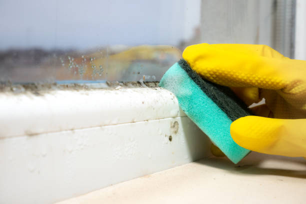 Best Office Mold Removal Services  in Coker, AL