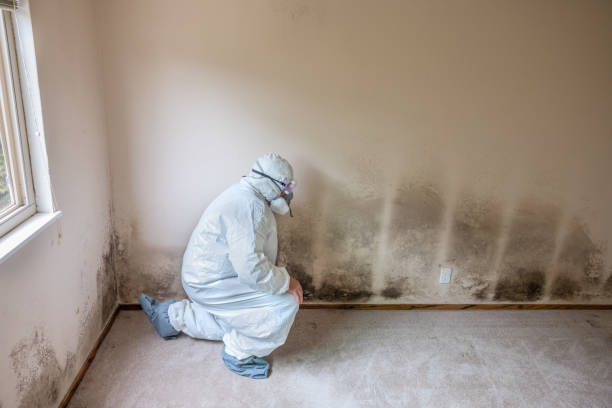 Best Home Mold Removal  in Coker, AL